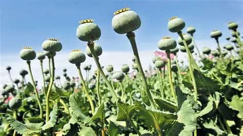 توضیح ستاد مبارزه با موادمخدر درخصوص کشت خشخاش و شایعاتی در این رابطه