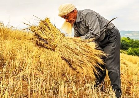 از مزرعه تا سفره 30 درصد گندم ایران از بین می‌ رود!
