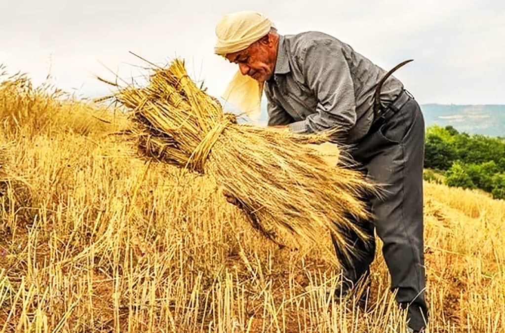 از مزرعه تا سفره 30 درصد گندم ایران از بین می رود!