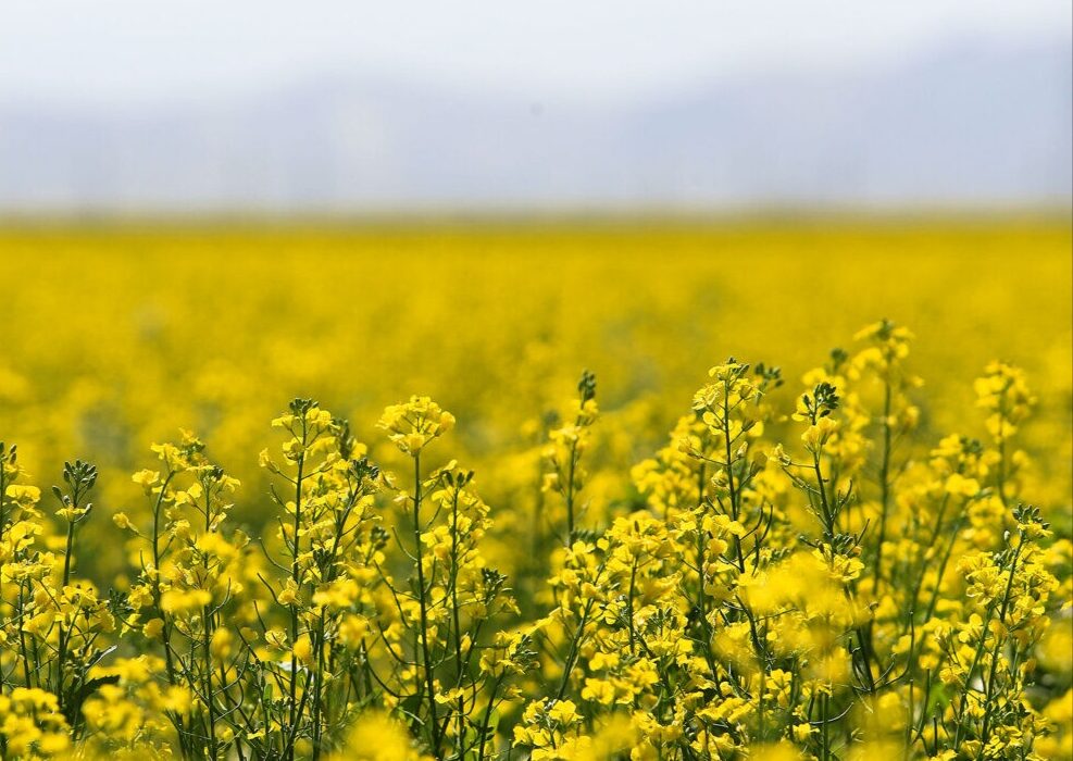 پرداخت ۹۷ درصد مطالبات کلزاکاران/ پیش بینی تولید ۴۰ هزار تن دانه سویا