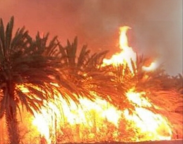 آتشسوزی گسترده در نخلستانهای بخش مرکزی آبادان