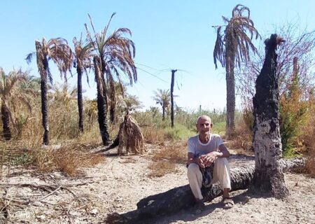 روز ملی خرما، روز غم نخل های آبادان و خرمشهر / وقتی ناکارآمدی آبی معیشت مردمان جنوب را تهدید می‌ کند!