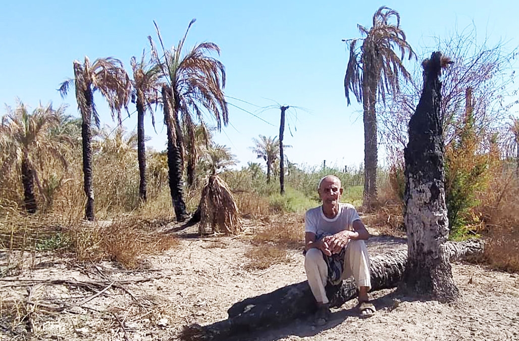 روز ملی خرما، روز غم نخل های آبادان و خرمشهر / وقتی ناکارآمدی آبی معیشت مردمان جنوب را تهدید می کند!