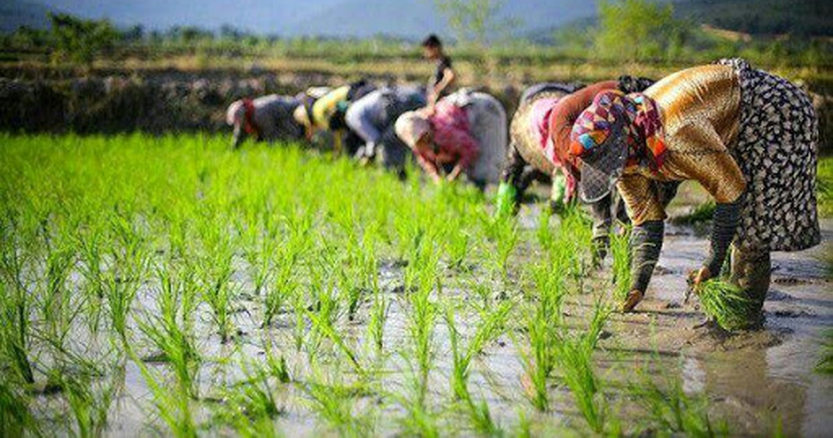 خودکشی آبی با چشم باز / وقتی رانت و لابی جای دانش می‌نشیند؛ فاجعه 30درصد کشت برنج در استان‌های خشک