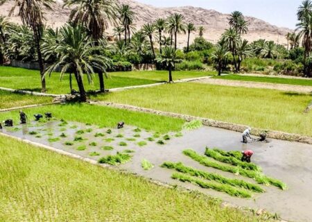 17 استان برنج غیر مجاز کشت می‌کنند