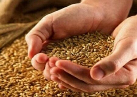 نرخ خرید تضمینی گندم امروز نهایی می‌شود