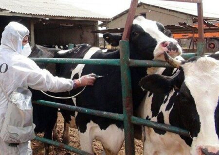 هجوم تب برفکی به دامداری‌ها/ چه تعداد دام تلف شد؟/ شیوع بیماری تحت کنترل است؟