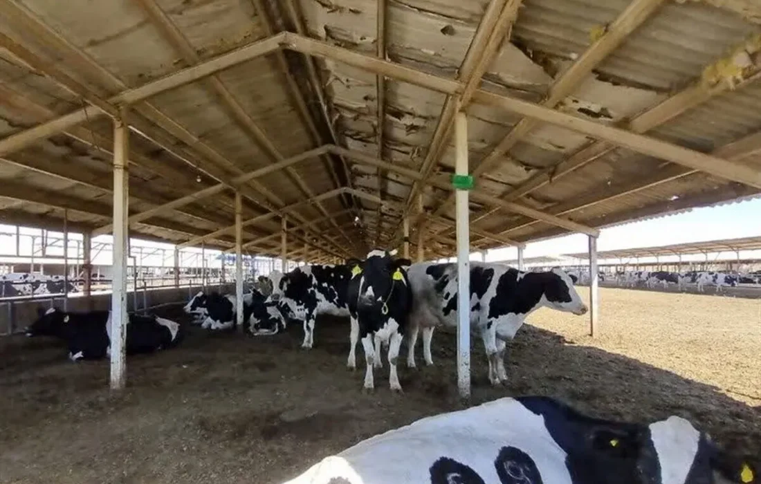 دامهای تهران، قم، البرز، قزوین و مرکزی به تب برفکی مبتلا شدهاند