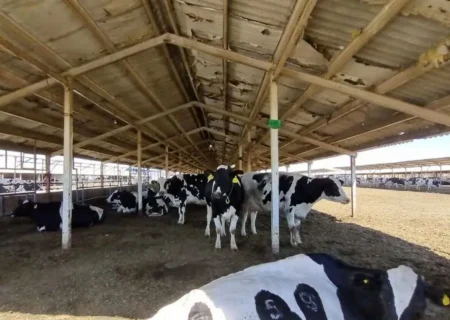 دام‌های تهران، قم، البرز، قزوین و مرکزی به تب برفکی مبتلا شده‌اند