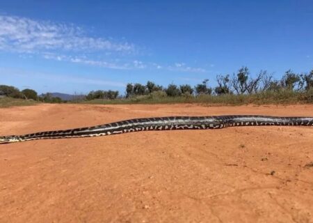 برخورد نزدیک با مار پیتون غول‌پیکر / ثبت لحظه‌ای استثنایی در حیات‌وحش