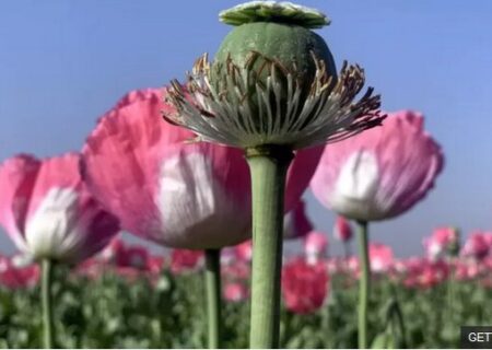 ماجرای کشت «شقایق الیفرا» در ایران چه شد؟/ داروهای مخدر فقط برای معتادان نیست