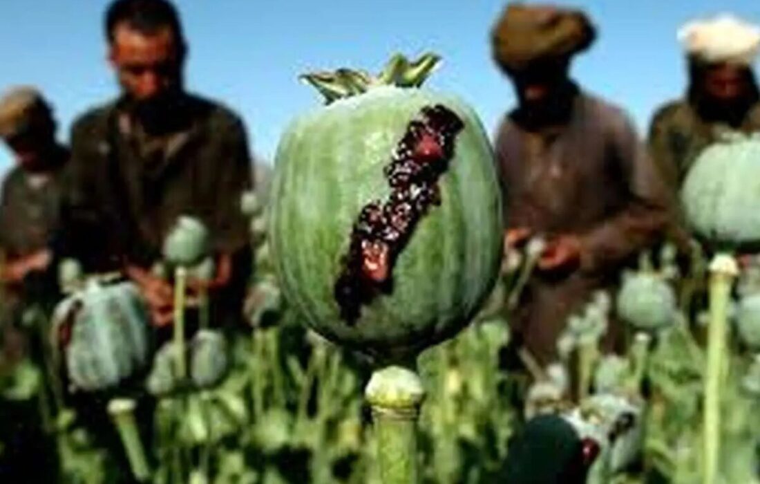 نیاز ۵۰۰ تنی صنعت دارو؛ کشت خشخاش یا واردات؟/ از زمان شاه، ایران مجوز بینالمللی کشت خشخاش داشت