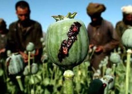 نیاز ۵۰۰ تنی صنعت دارو؛ کشت خشخاش یا واردات؟/ از زمان شاه، ایران مجوز بین‌المللی کشت خشخاش داشت