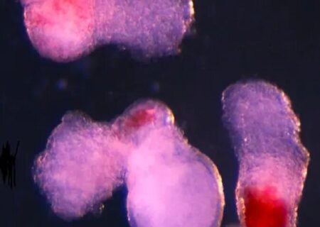 دانشمندان خون انسان را در آزمایشگاه ساختند