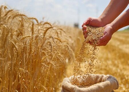 قیمت تضمینی گندم هنوز رسمی نشده؛ کشاورزان منتظرند