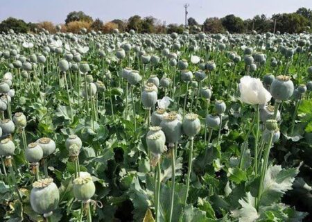 کشت خشخاش در کشور ممنوع است/ اسامی کسانی که ارز حاصل از صادرات را بازنگردانده‌اند اعلام شود