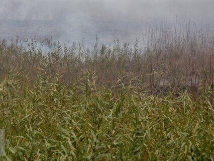 آب‌پاشی بر آتش هورالعظیم مُسکّن موقتی است/ لزوم فعال‌سازی دیپلماسی برای مدیریت بحران هور