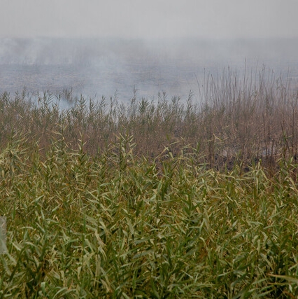 آبپاشی بر آتش هورالعظیم مُسکّن موقتی است/ لزوم فعالسازی دیپلماسی برای مدیریت بحران هور