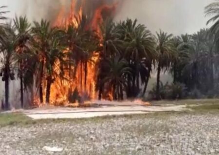 ۱۸ هزار اصله نخل خرما آبادان در آتش سوخت