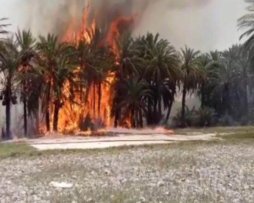 ۱۸ هزار اصله نخل خرما آبادان در آتش سوخت