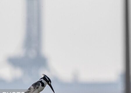 وضعیت «قرمز» هوا در ۵ شهر خوزستان