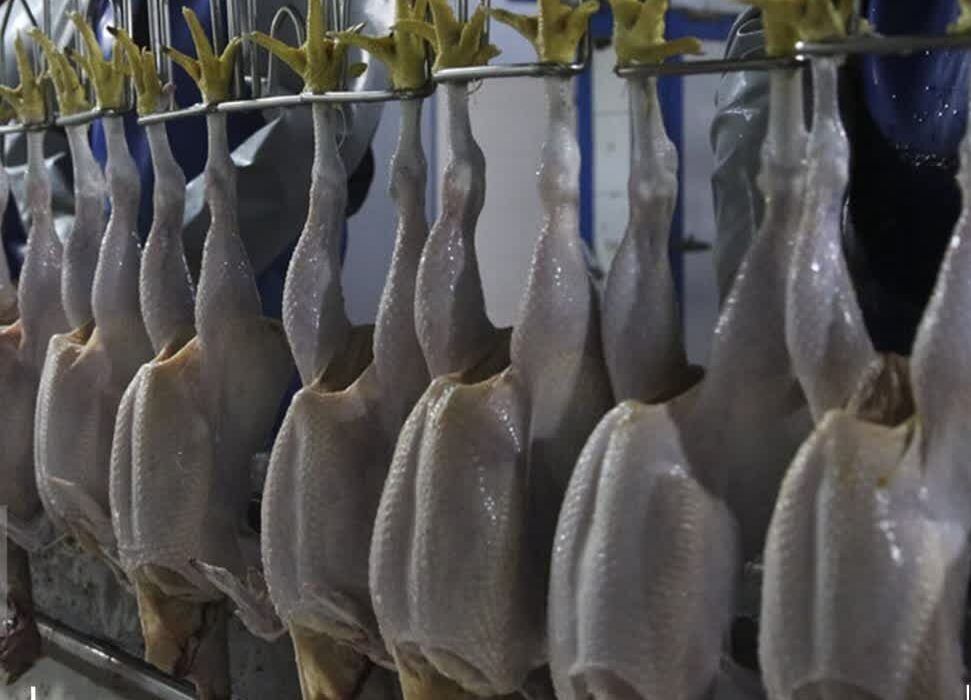 قیمت مصوب مرغ و تخم مرغ تا پایان سالجاری تغییر نمی‌کند