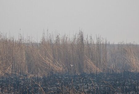 تداوم خودسوزی بخش عراقی هورالعظیم تا پایان آبان