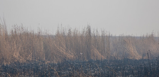 تداوم خودسوزی بخش عراقی هورالعظیم تا پایان آبان