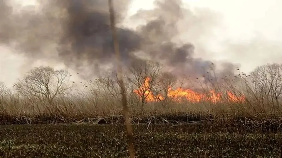 علت تداوم آتش سوزی در هورالعظیم مشخص شد