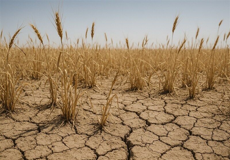 آغاز پرداخت غرامت گندمکاران با واریز ۱۱۰۰ میلیارد تومان