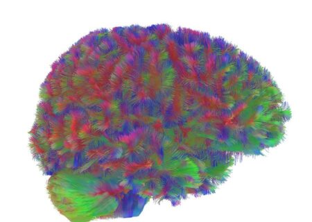 پنج دوره ساختاری مغز؛ کشف نقاط عطف سیم کشی عصبی از تولد تا کهنسالی