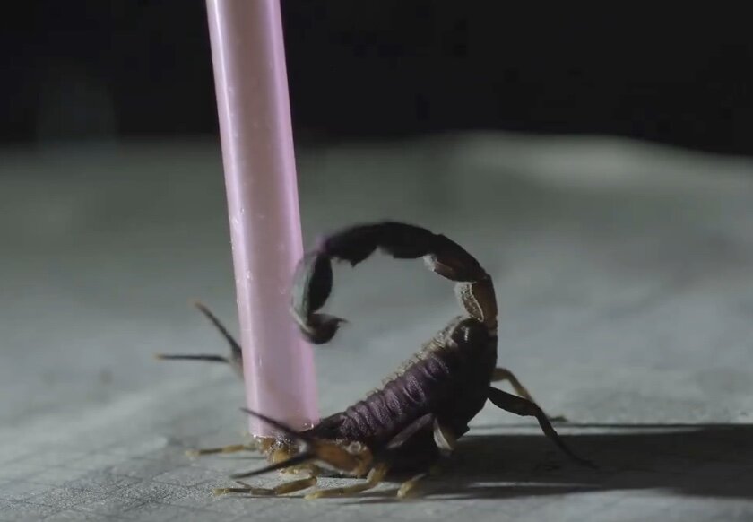 درمان سرطان با زهر عقرب!