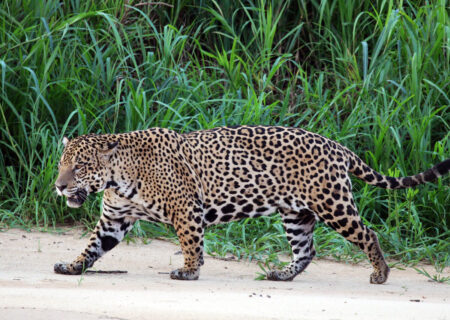 چرا همه حیوانات وحشی را نمی‌توان مثل سگ و گربه اهلی کرد؟