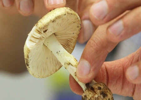 هشدار؛ مصرف این قارچ‌ها جانتان را تهدید می‌کند/ علائم مسمومیت