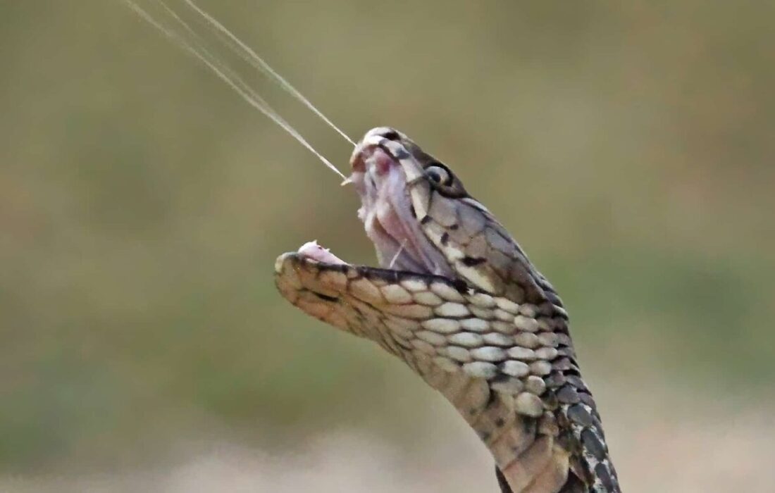 چرا نیش مار کشنده است؟ / ۹۰ میلیثانیه مرگبار