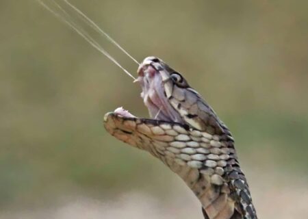 چرا نیش مار کشنده است؟ / ۹۰ میلی‌ثانیه مرگبار