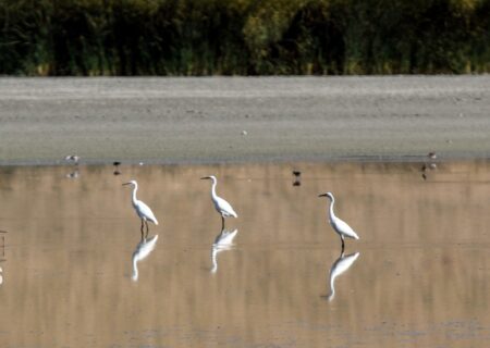 نقش تالاب‌ها در حفظ اکوسیستم/ هشدار کارشناسان برای انقراض گونه‌ها