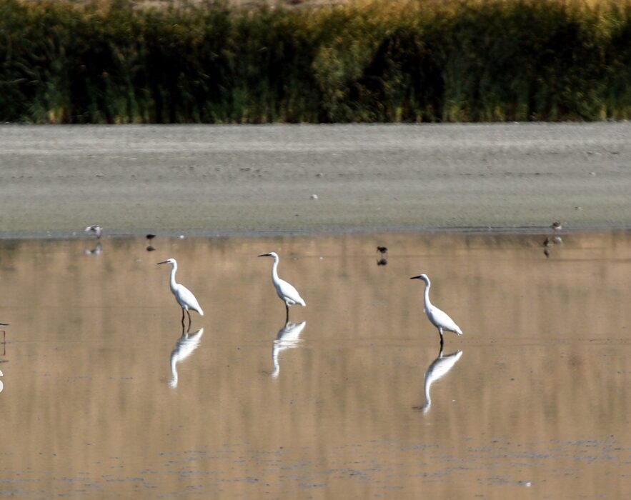 نقش تالابها در حفظ اکوسیستم/ هشدار کارشناسان برای انقراض گونهها
