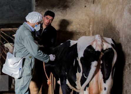 «تب برفکی» به انسان منتقل نمی‌شود / محصولات دام‌های مبتلا وارد بازار نمی‌شود