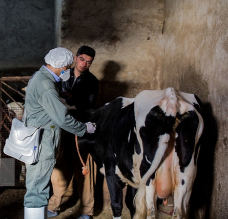 «تب برفکی» به انسان منتقل نمیشود / محصولات دامهای مبتلا وارد بازار نمیشود