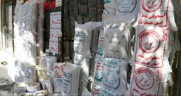 مافیا بازار برنج را در دست گرفته است / واردات برنج بی‌کیفیت، ضربه به مردم و نابودی کشاورزان داخلی