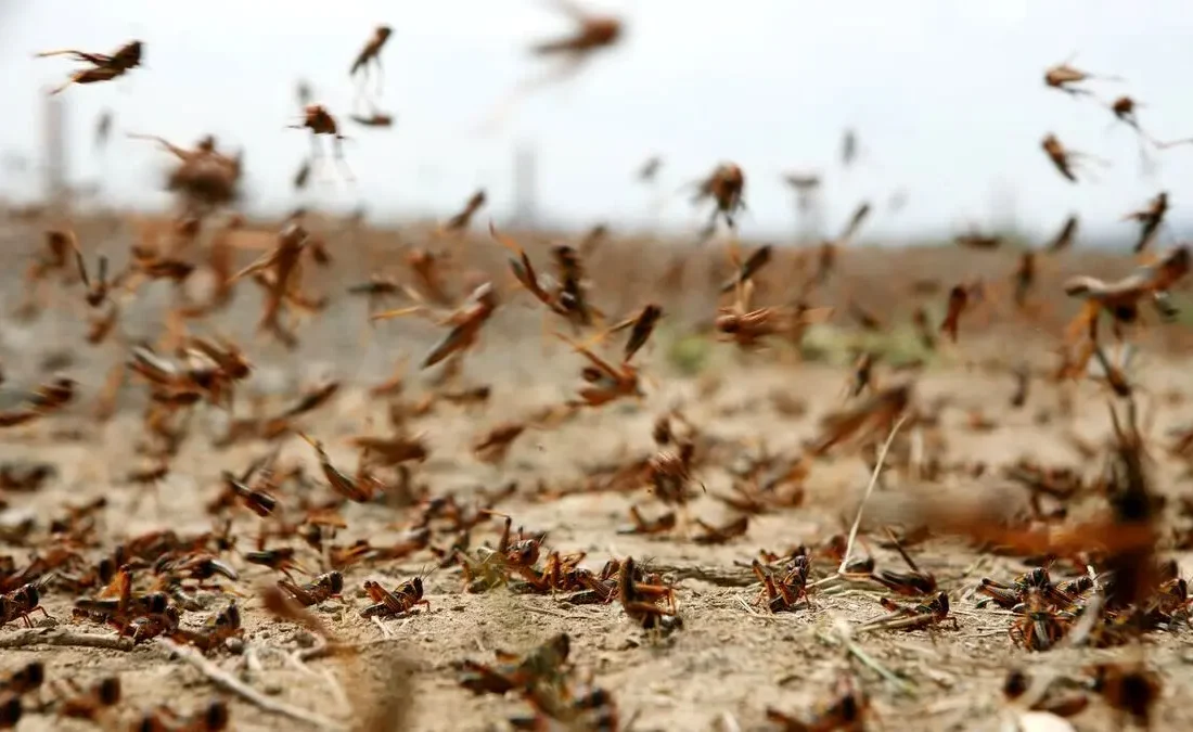احتمال حمله ملخ صحرایی به جنوب کشور