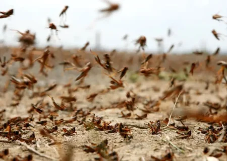 احتمال حمله ملخ صحرایی به جنوب کشور