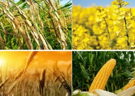 تصویب قیمت تضمینی خرید جو و دانه های روغنی