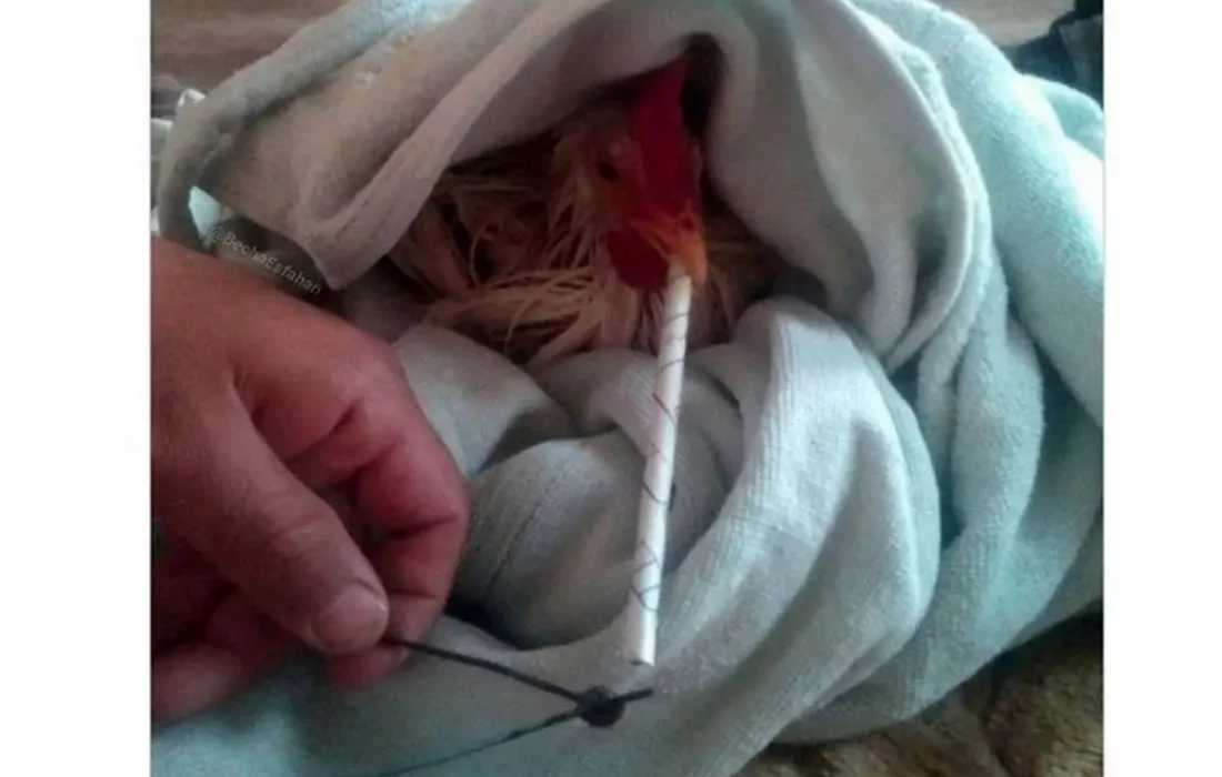 ماجرای مرغ تریاکی چیست؟/ واکنش مرغداران گوشتی به یک ادعا