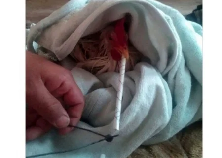 ماجرای مرغ تریاکی چیست؟/ واکنش مرغداران گوشتی به یک ادعا