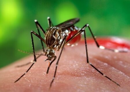 تعداد مبتلایان تب دنگی به 1107 نفر رسید/مشاهده پشه آئدس در 11 استان