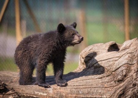 سرنوشت توله خرس گمشده پردیسان/ ضعف از ما بود که دوربین‌گذاری‌ها دقیق نبود
