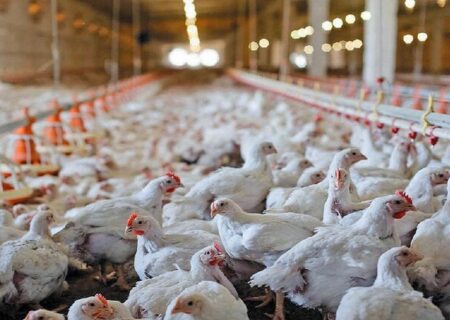 هشدار تولیدکنندگان مرغ درباره آینده بازار/ نهاده‌ها به پایان خط رسیدند!