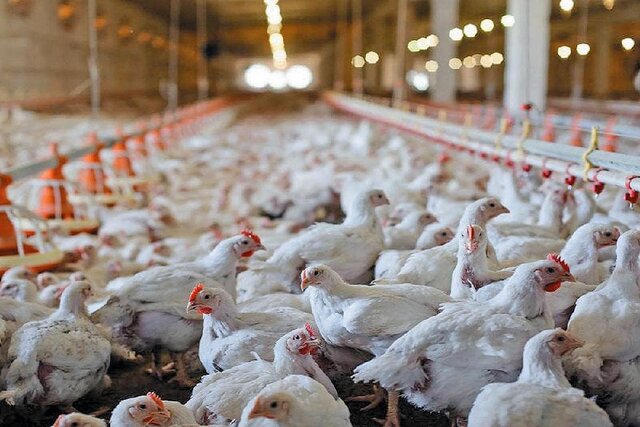 هشدار تولیدکنندگان مرغ درباره آینده بازار/ نهادهها به پایان خط رسیدند!